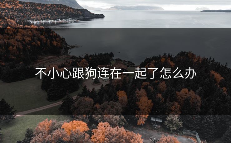 不小心跟狗连在一起了怎么办